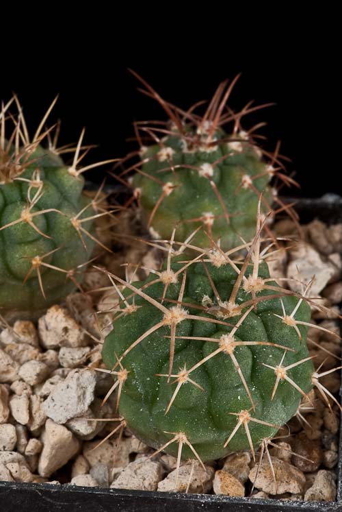 Gymnocalycium guanchinense VS 39